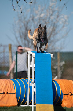 Belgian shepherd. Dog racing in agility.