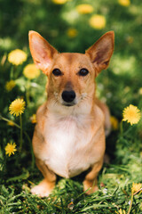 Portrait of a Mixed Breed Dog Sitting in a Field of Dandelions