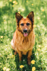Cheerful Dog Sitting in a Field of Spring Dandelions