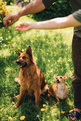 Two Dogs Awaiting Treat from Unrecognizable People Outdoors