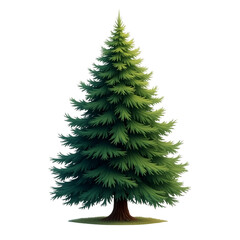 A tall green pine tree with a textured brown trunk isolated on transparent background