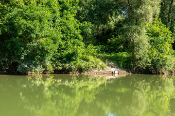 Simple fishing spot on the bank of the Bodrog river. Green trees and calm water with reflection on a sunny summer day.