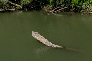 Old tree trunk sticking out of Bodrog river water near riverbank with green trees. Calm water on a sunny summer day.