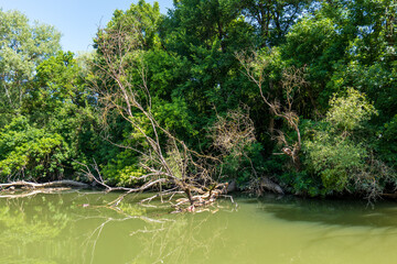 Bodrog, river, tree roots, exposed roots, river, water, green trees, calm water, reflection, nature, summer, riverbank, outdoor, landscape, forest, rural, river view, peaceful, natural, riverside, riv