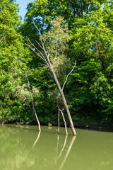 Dead trees standing in calm water of Bodrog river. Green forest and reflections on river surface on a sunny summer day.