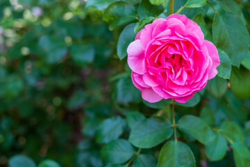 Close-up of a vibrant pink rose in full bloom with green leaves, symbolizing beauty and romance, perfect for themes of love, nature, garden design, and floral decoration.