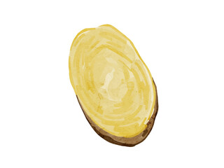 水彩で描いたジャガイモ輪切の料理食材の水彩ベクターイラスト素材	