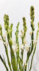 Tuberose Stalks Blooming on White Background &ndash; Minimalist Botanical Aesthetic
