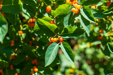 Close-up of honeysuckle shrub (Lonicera) with green leaves and clusters of orange berries, growing outdoors in natural sunlight during summer.
