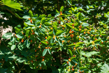 Close-up of honeysuckle shrub (Lonicera) with green leaves and clusters of orange berries, growing outdoors in natural sunlight during summer.
