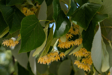 Close-up of linden tree (Tilia) branches with green heart-shaped leaves and clusters of small yellow fragrant flowers, blooming in summer sunlight.