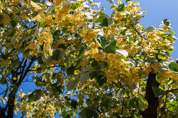 Blooming linden tree (Tilia) with heart-shaped green leaves and clusters of small yellow flowers, captured against a clear blue summer sky.