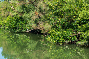 Heron standing on a fallen tree above calm water of Bodrog river. Green trees and reflection on water on a sunny summer day.