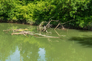 Dead branches and tree trunks in calm water of Bodrog river. Green trees and reflections on water surface on a sunny summer day.