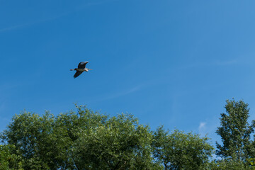 Heron flying over green trees with clear blue sky in background. Captured on a sunny summer day near the Bodrog river.