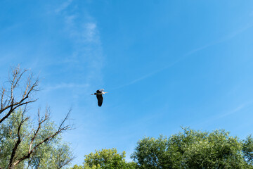 Heron flying over green trees with clear blue sky in background. Captured on a sunny summer day near the Bodrog river.