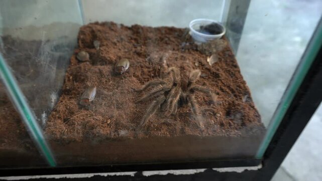 Spider Tarantula in Asia, Thailand