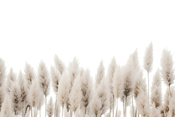 Elegant pampas grass silhouette against a striking black background scenery