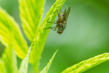 A small fly is resting on a vibrant green leaf surrounded by fresh foliage The sunlight creates a...