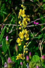Windblumen-Königskerze // Orange mullein, woolly mullein (Verbascum phlomoides) - Peloponnes, Griechenland