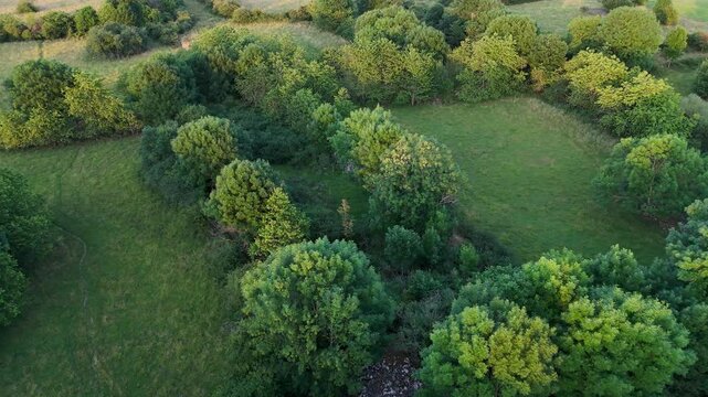 Vid&eacute;o de drone d'une vue a&eacute;rienne sur une plaine en &eacute;t&eacute; remplit d'arbre au coucher de soleil