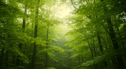 Obraz premium Lush green forest canopy. Sunlight filters through