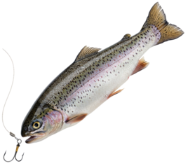 Rainbow trout fish caught on fishing hook on transparent background  