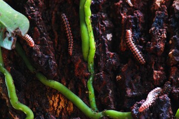 Several black and pink striped flatworms are found on dark brown bark, with bright green vines running across it. A natural setting in a tropical forest.