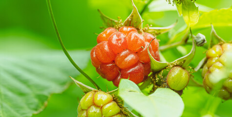 Ripe and unripe raspberries grow on a vine in a vibrant summer garden The bright red fruit...