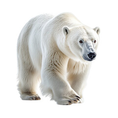 white polar bear isolated on transparent background, full body cutout 