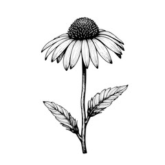 Echinacea flower graphic sketch showcases detailed petals and leaves in monochrome, Echinacea flower presenting botanical illustration and nature's beauty.