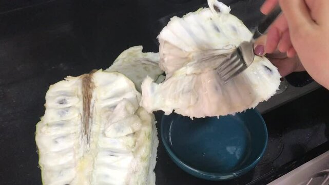 Hands use a fork to scoop the white, soft flesh of a large South American sugar apple (Annona squamosa) into a bowl, preparing to eat this tropical fruit.