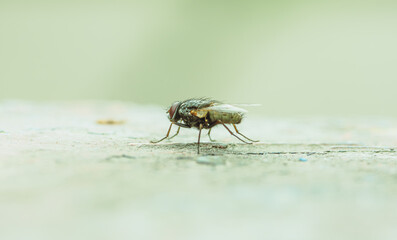 A small fly can be seen resting on a flat surface under soft natural light The flys details are...