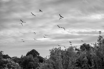 A black and white photograph capturing a flock of birds soaring above a dense canopy of trees under...