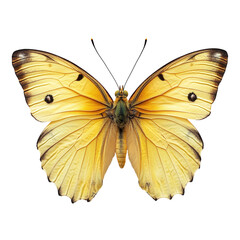 butterfly on transparent background