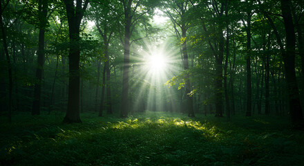 Obraz premium Sunlight streams through a dense forest (1)