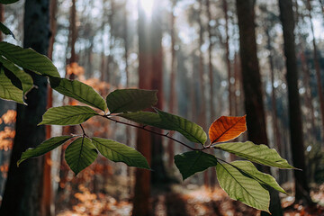 autumn leaves in the forest