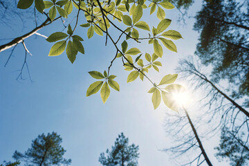 tree branches against blue sky