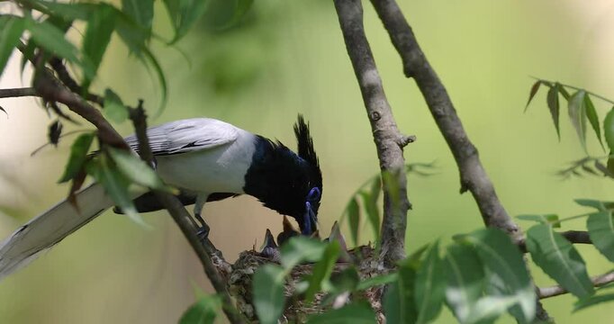 Asian Paradise flycatcher feeding its cub. 
