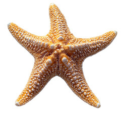 starfish on transparent background