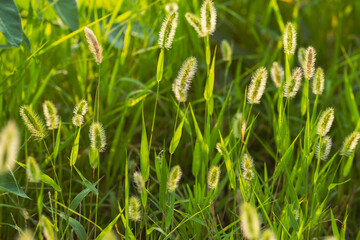 初夏の日差しで輝くエノコログ01