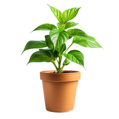 Flower in Pot Isolated on Transparent Background. PNG. Generated AI
