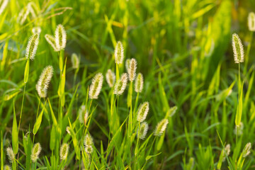 初夏の日差しで輝くエノコログ03