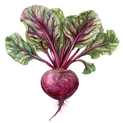 Beet Isolated on Transparent Background. PNG. Generated AI