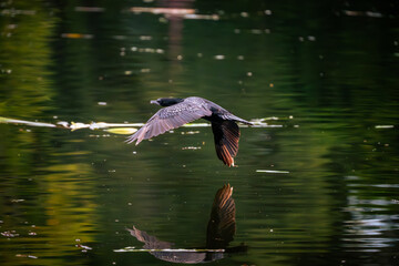 A low-flying bird captured mid-flight with its wings reflecting perfectly on the still water below.