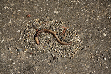 干からびて死んだミミズの死体