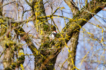 A colorful woodpecker clings to an old mossy tree on a cloudy morning. Woodpecker pecking tree bark, active mood, upward angle, forest scene, concept: persistence, wilderness, rustic life.