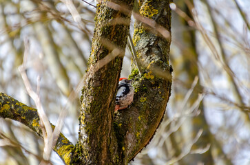 A colorful woodpecker clings to an old mossy tree on a cloudy morning. Woodpecker pecking tree bark, active mood, upward angle, forest scene, concept: persistence, wilderness, rustic life.