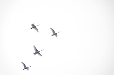 Four graceful swans glide smoothly through soft cloudy sky in perfect flight formation. Four swans flying calmly in soft light, minimal mood, upward angle, open sky, concept: freedom, journey,