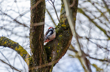 A colorful woodpecker clings to an old mossy tree on a cloudy morning. Woodpecker pecking tree bark, active mood, upward angle, forest scene, concept: persistence, wilderness, rustic life.